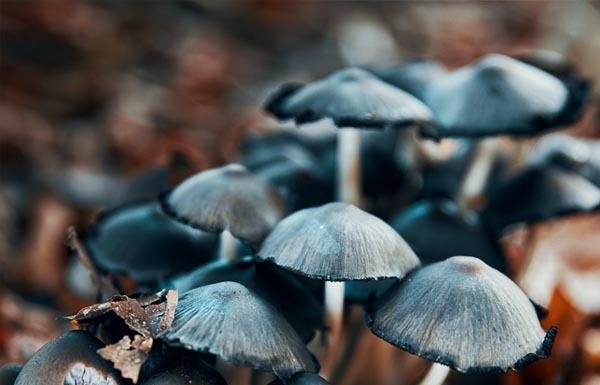 Widget paddenstoelen mooi blauw. Blijf op de hoogte met onze nieuwsbrief want de prijzen en nieuwe parels schieten als paddenstoelen uit de grond